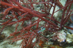 Stigmatopora nigra