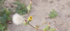 Sonchus oleraceus