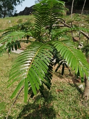 Parkia