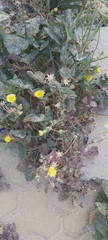 Sonchus oleraceus