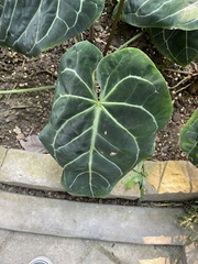 Anthurium crystallinum