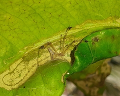 Meotipa sahyadri