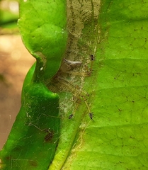 Meotipa sahyadri