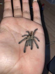 Avicularia minatrix