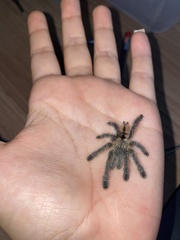 Avicularia minatrix