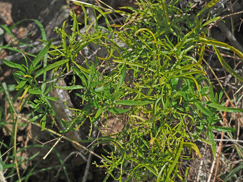Heliotropium messerschmidioides image