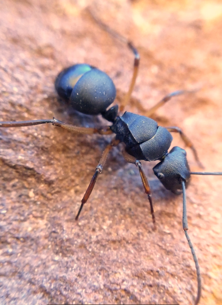 Polyrhachis schwiedlandi