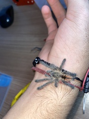 Avicularia minatrix