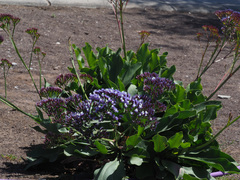 Limonium vigaroense