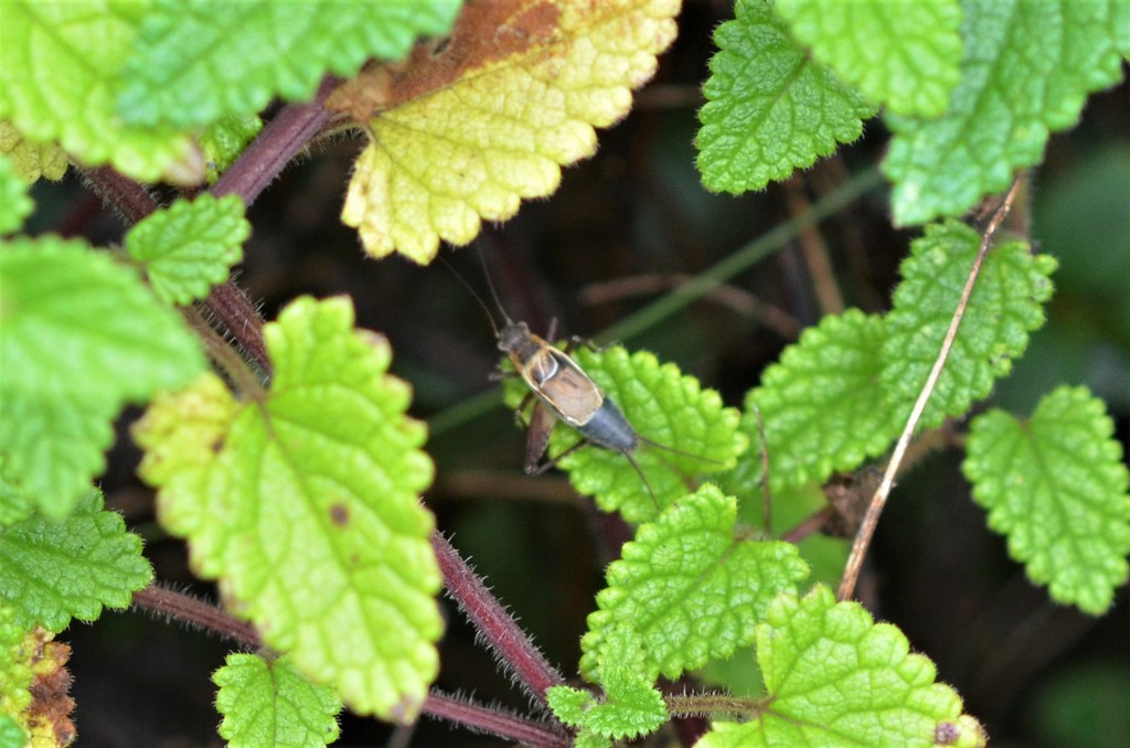 Pseudolebinthus