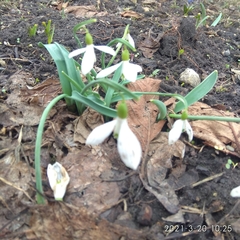 Galanthus alpinus