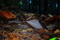 Sphenomorphus sanctus