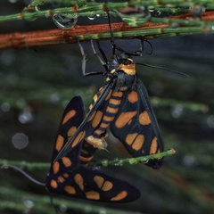 Amata trigonophora
