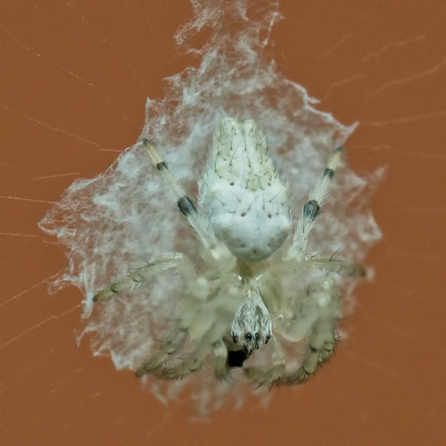 Bifurcate Trashline Orbweaver