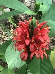 Pachystachys coccinea