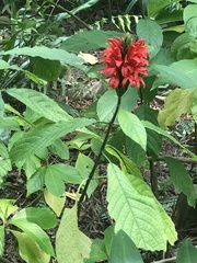 Pachystachys coccinea