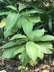 Pachystachys coccinea