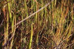 Drosera regia