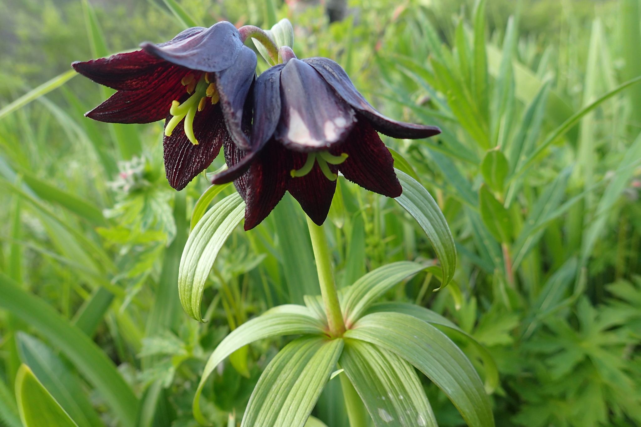 Fritillaria camschatcensis