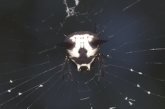 Micrathena cubana