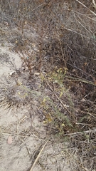 Gutierrezia californica