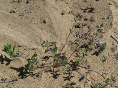 Lobularia libyca