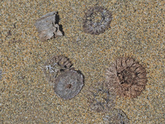 Neurada procumbens