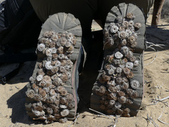 Neurada procumbens