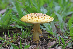 Amanita flavella