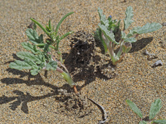 Neurada procumbens