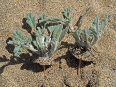 Neurada procumbens