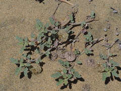 Neurada procumbens