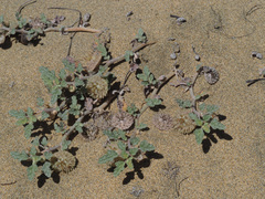 Neurada procumbens