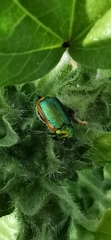 Smaragdina limbata
