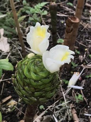 Costus dubius