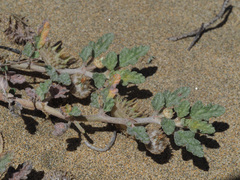 Neurada procumbens