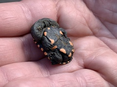 Chelodina longicollis