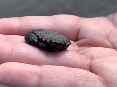 Chelodina longicollis