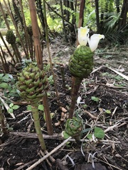 Costus dubius