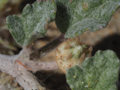 Neurada procumbens