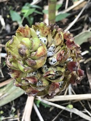 Costus dubius