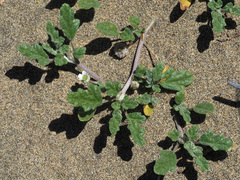 Neurada procumbens