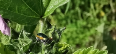 Smaragdina limbata