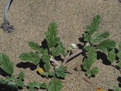 Neurada procumbens