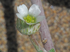 Neurada procumbens