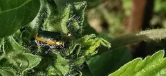 Smaragdina limbata