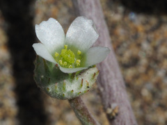 Neurada procumbens