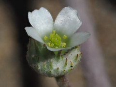 Neurada procumbens
