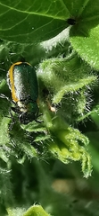 Smaragdina limbata