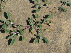 Neurada procumbens